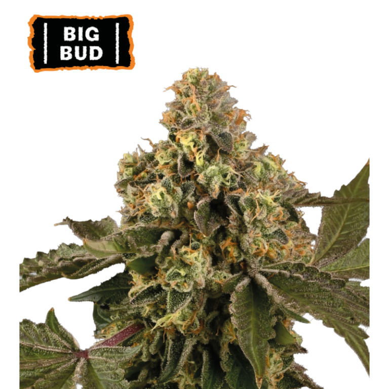 “Big Bud Autoflower by Seedstockers — compact yet sturdy plant bearing oversized, resin-drenched buds; aroma of deep earth and floral top notes with skunky undertones, as described in official profile.”