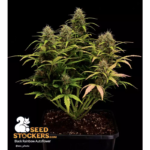 Black Rainbow© Autoflower - Image 2