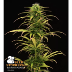 Black Rainbow© Autoflower - Image 3