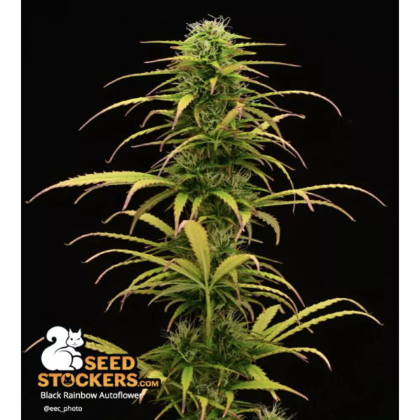 Black Rainbow© Autoflower - Image 3