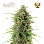“Black Rainbow Autoflower by Seedstockers with compact, crystal-covered buds and vivid lime and purple hues; aroma bursts of candy-citrus and tropical zest true to its official citrus-heavy profile.”