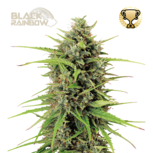 “Black Rainbow Autoflower by Seedstockers with compact, crystal-covered buds and vivid lime and purple hues; aroma bursts of candy-citrus and tropical zest true to its official citrus-heavy profile.”
