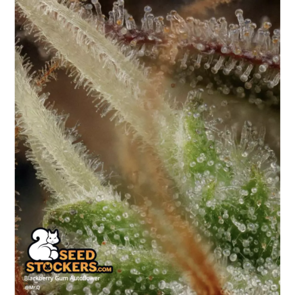 Blackberry Gum© Autoflower - Image 2
