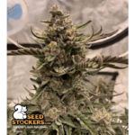 Blackberry Gum© Autoflower - Image 3