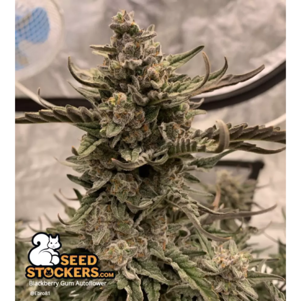 Blackberry Gum© Autoflower - Image 3