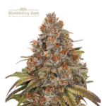 “Blackberry Gum Autoflower by Seedstockers — dense, blue-hued buds glazed with thick trichomes; emits a vivid candy-fruit aroma of blueberry and bubblegum followed by creamy-berry finish.”