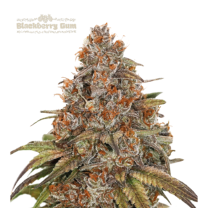 “Blackberry Gum Autoflower by Seedstockers — dense, blue-hued buds glazed with thick trichomes; emits a vivid candy-fruit aroma of blueberry and bubblegum followed by creamy-berry finish.”