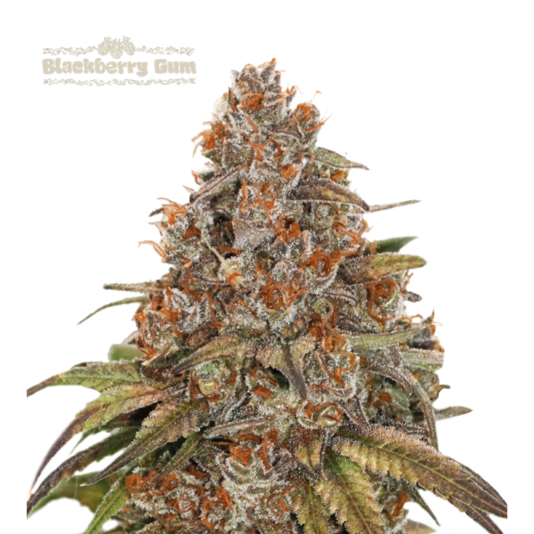 “Blackberry Gum Autoflower by Seedstockers — dense, blue-hued buds glazed with thick trichomes; emits a vivid candy-fruit aroma of blueberry and bubblegum followed by creamy-berry finish.”