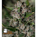 Blue Moby© Autoflower - Image 2