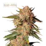 “Blue Moby Autoflower by Seedstockers with frosty, blue-tinged buds and thick trichomes; aroma layers sour-diesel funk over creamy berry sweetness in line with official hybrid profile.”