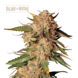 “Blue Moby Autoflower by Seedstockers with frosty, blue-tinged buds and thick trichomes; aroma layers sour-diesel funk over creamy berry sweetness in line with official hybrid profile.”