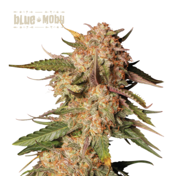 “Blue Moby Autoflower by Seedstockers with frosty, blue-tinged buds and thick trichomes; aroma layers sour-diesel funk over creamy berry sweetness in line with official hybrid profile.”