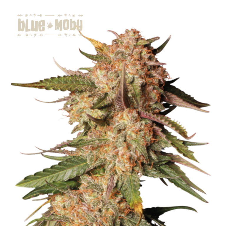 “Blue Moby Autoflower by Seedstockers with frosty, blue-tinged buds and thick trichomes; aroma layers sour-diesel funk over creamy berry sweetness in line with official hybrid profile.”