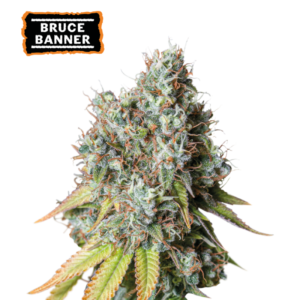 “Bruce Banner Autoflower by Seedstockers — dense, trichome-frosted colas with lime-green and purple hints; aroma of warm sweet caramel layered with juicy fresh strawberries and subtle earthy undertones, matching Seedstockers’ official profile.”
