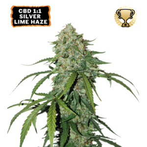 “CBD 1:1 Silver Lime Haze Autoflower by Seedstockers — bushy plant under 1 m tall covered in frosty, garlic-clove-shaped buds; smell of bright lemon-lime citrus and smooth haze flavor, matching official profile.”