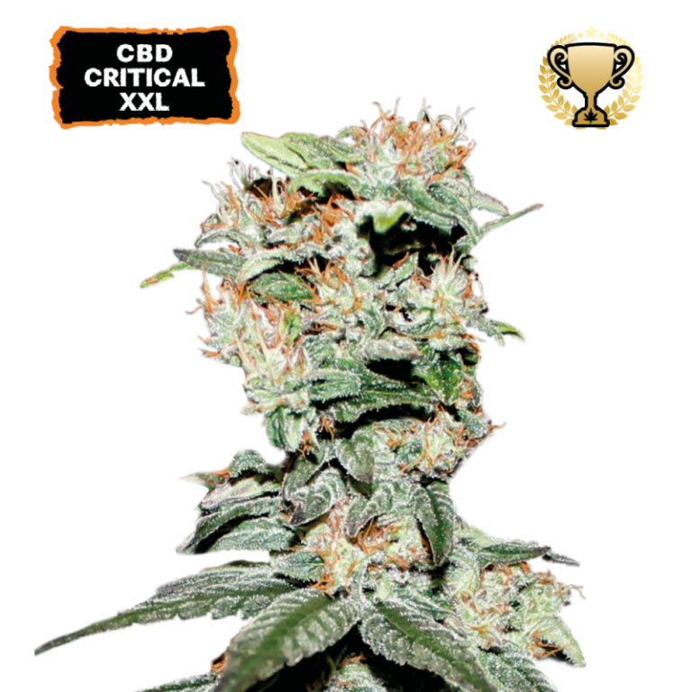 “CBD Critical XXL by Seedstockers — compact, frosty buds with pine-kush aroma; high CBD (~10%) and negligible THC, suited for non-intoxicating CBD yields.”