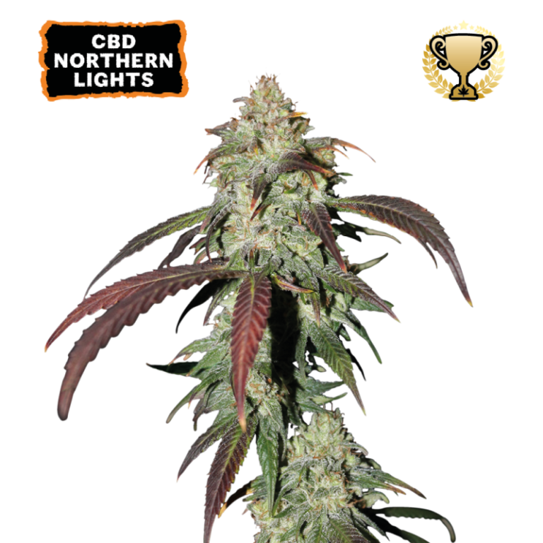 “CBD Northern Lights by Seedstockers — compact, frosty NL colas with woody-pine aroma and calm resinous scent; CBD-focused profile for non-intoxicating use.”