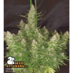 Candy Dawg© Autoflower - Image 3