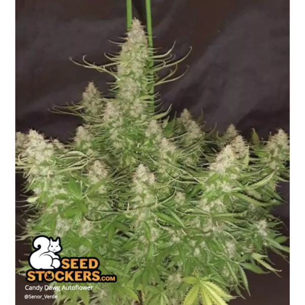 Candy Dawg© Autoflower - Image 3
