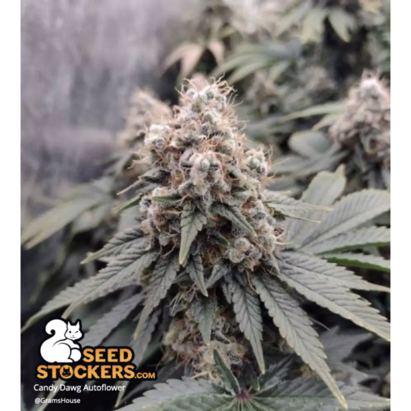 Candy Dawg© Autoflower - Image 2