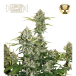 “Candy Dawg Autoflower by Seedstockers — squat, resin-frosted colas with lime-green and purple tints; aroma of sugary candy and vanilla over an earthy, coffee-kush base and faint diesel notes, matching Seedstockers’ official profile.”