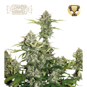 “Candy Dawg Autoflower by Seedstockers — squat, resin-frosted colas with lime-green and purple tints; aroma of sugary candy and vanilla over an earthy, coffee-kush base and faint diesel notes, matching Seedstockers’ official profile.”