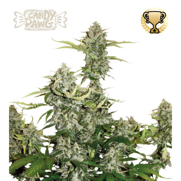 “Candy Dawg Autoflower by Seedstockers — squat, resin-frosted colas with lime-green and purple tints; aroma of sugary candy and vanilla over an earthy, coffee-kush base and faint diesel notes, matching Seedstockers’ official profile.”