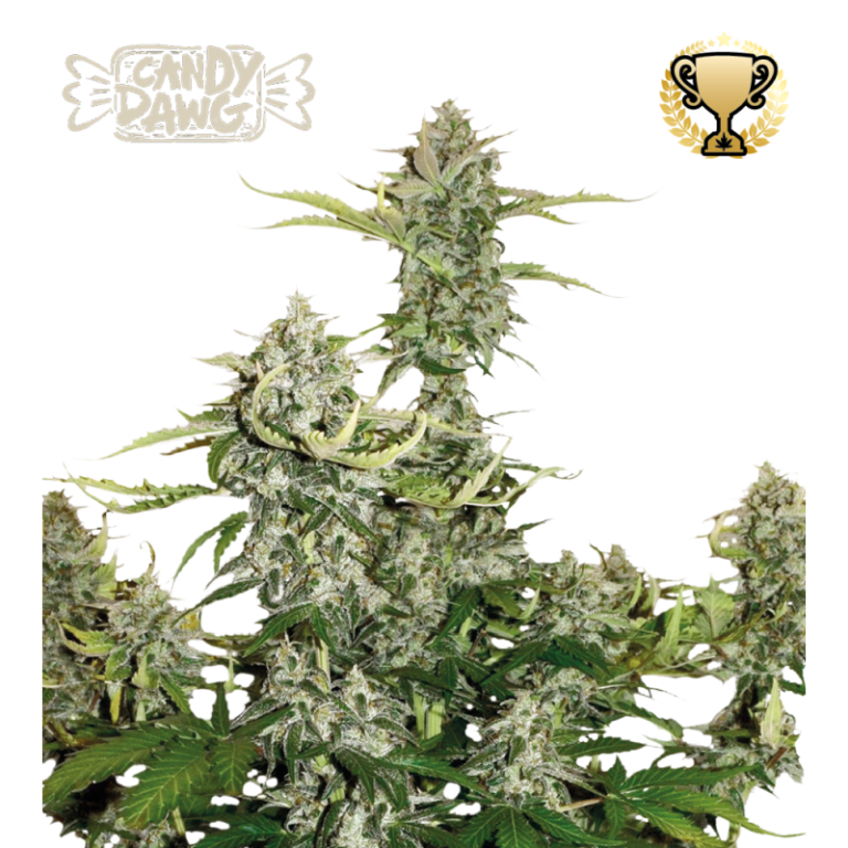 “Candy Dawg Autoflower by Seedstockers — squat, resin-frosted colas with lime-green and purple tints; aroma of sugary candy and vanilla over an earthy, coffee-kush base and faint diesel notes, matching Seedstockers’ official profile.”
