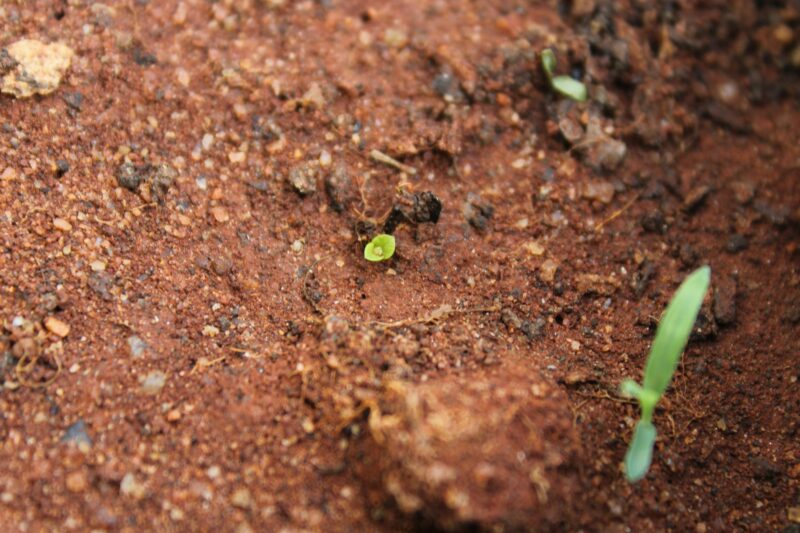 a cannabis seed emerging from the soil by its leaves. the process where the seed absorbs water, activates enzymes, and pushes out the tiny root (radicle).