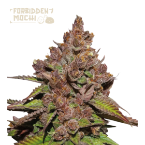 “Compact, resin-glazed buds of Forbidden Mochi Fast by Seedstockers, dense and jewel-like, exuding sweet, earthy, citrusy and tangerine aromas, embodying fast-turnaround fruity elegance.”