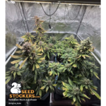 Forbidden Mochi© Autoflower - Image 3
