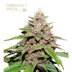 “Forbidden Mochi© Autoflower by Seedstockers — compact plant with dense, trichome-frosted colas”