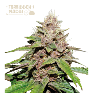 “Forbidden Mochi© Autoflower by Seedstockers — compact plant with dense, trichome-frosted colas”
