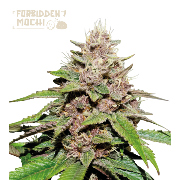 “Forbidden Mochi© Autoflower by Seedstockers — compact plant with dense, trichome-frosted colas”