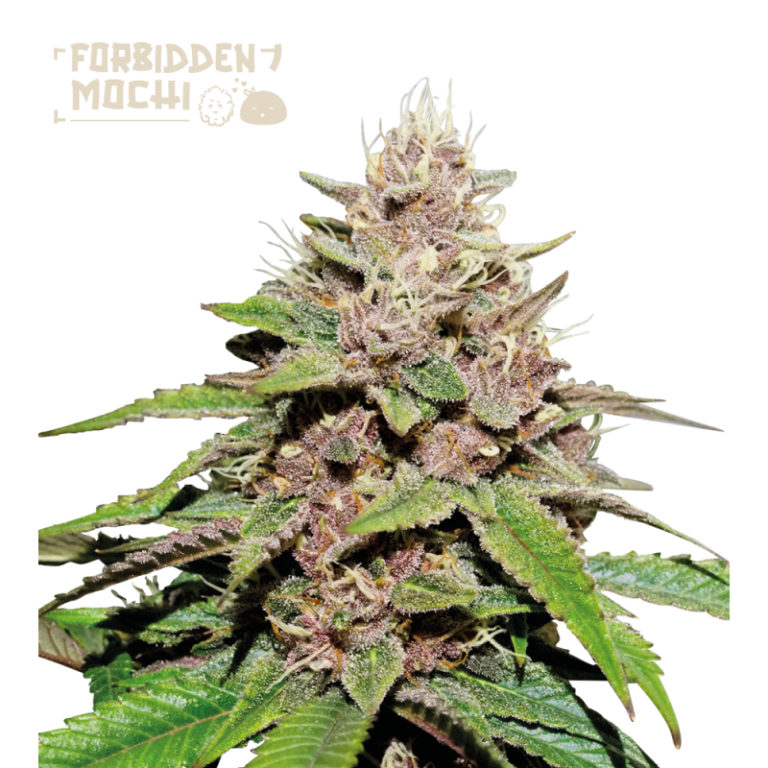 “Forbidden Mochi© Autoflower by Seedstockers — compact plant with dense, trichome-frosted colas”