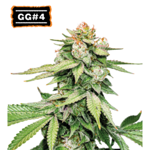 “GG#4 (Gorilla Glue) Autoflower by Seedstockers — compact, bushy plants bursting with resin-coated buds, exuding an earthy, tangy aroma with a sour-fuel undertone.”