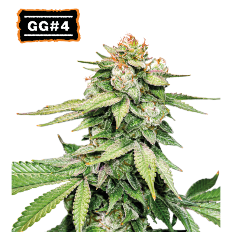 “GG#4 (Gorilla Glue) Autoflower by Seedstockers — compact, bushy plants bursting with resin-coated buds, exuding an earthy, tangy aroma with a sour-fuel undertone.”