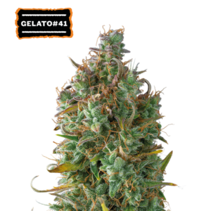 “Gelato 41 Autoflower by Seedstockers — medium-height, bushy plants cloaked in glistening resin; release a creamy, candy-sweet aroma with hints of berry, custard, citrus, and rich earth.”