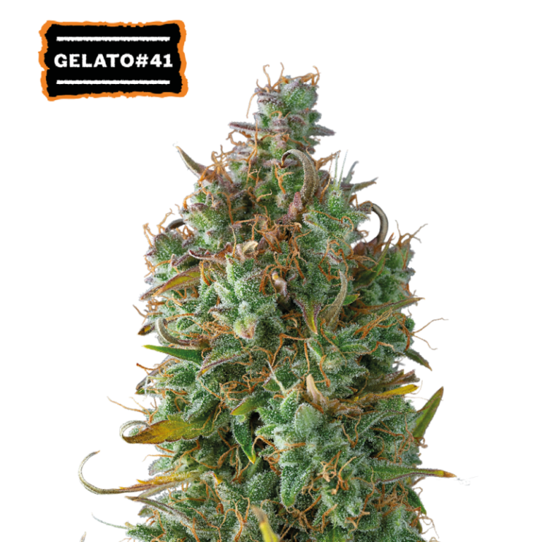 “Gelato 41 Autoflower by Seedstockers — medium-height, bushy plants cloaked in glistening resin; release a creamy, candy-sweet aroma with hints of berry, custard, citrus, and rich earth.”