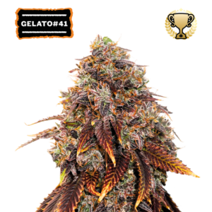 “Gelato 41 by Seedstockers — compact, resinous buds with purple hues in some phenos; aroma like fresh cookies and sherbet with bright citrus and berry highlights.”