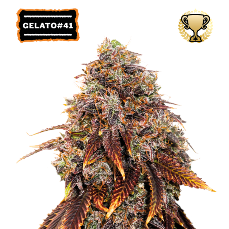 “Gelato 41 by Seedstockers — compact, resinous buds with purple hues in some phenos; aroma like fresh cookies and sherbet with bright citrus and berry highlights.”