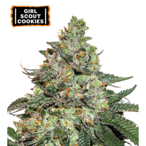“Girl Scout Cookies Autoflower by Seedstockers — compact, bushy plant with dense, frosty conical buds that shift to purple hues; aroma blends sweet cookie dough, mint and diesel under a candy-like profile matching official descriptions.”