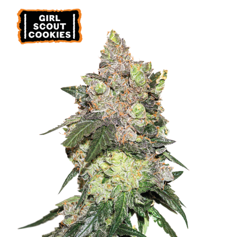 “Girl Scout Cookies by Seedstockers — medium plant with frosty, purple-tinged buds; aroma of sweet cookie, vanilla, and berry with earthy-kush depth.”