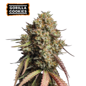 “Gorilla Cookies Autoflower by Seedstockers — squat, resin-coated plants with tight, chunky cola clusters; aroma of candy sweetness layered with creamy and earthy undertones as described officially.”