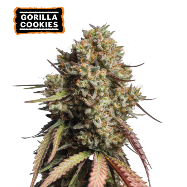 “Gorilla Cookies Autoflower by Seedstockers — squat, resin-coated plants with tight, chunky cola clusters; aroma of candy sweetness layered with creamy and earthy undertones as described officially.”