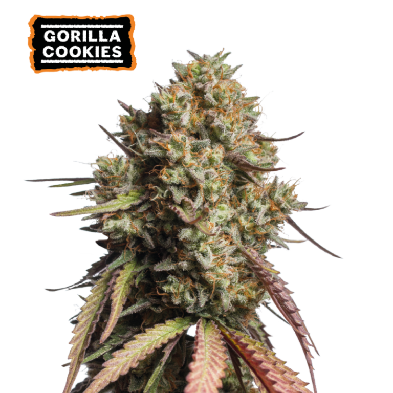 “Gorilla Cookies Autoflower by Seedstockers — squat, resin-coated plants with tight, chunky cola clusters; aroma of candy sweetness layered with creamy and earthy undertones as described officially.”