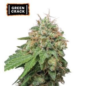 “Green Crack Autoflower by Seedstockers—tall, airy plant with resin-dusted buds; aroma bursts with skunky mango fruit and floral spice, as described by Seedstockers.”