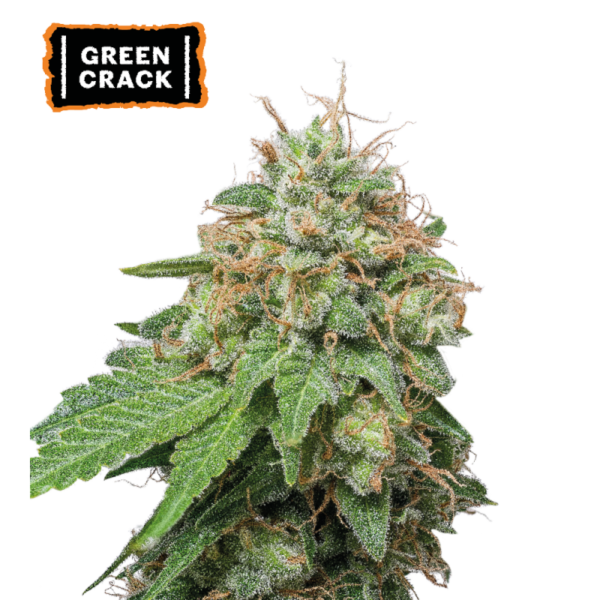 “Green Crack Autoflower by Seedstockers—tall, airy plant with resin-dusted buds; aroma bursts with skunky mango fruit and floral spice, as described by Seedstockers.”