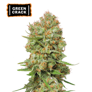 “Green Crack by Seedstockers — vigorous medium-tall plant with dense colas and sparkling trichomes; aroma of bright citrus and mango over a spicy herbal-skunk base.”