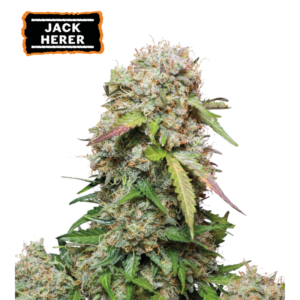“Jack Herer Autoflower by Seedstockers — compact, resin-coated plants glowing with rich green buds, exuding a sweet-spicy-earthy aroma layered with classic Haze clarity.”